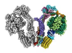 V-shaped ATP-Synthase dimers shapes the membrane curvature tip of mitochondrial cristae.