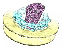 Intact, cone-shaped HIV-capsid are transported through nuclear pore complexes. They subsequently rupture to release the retro-transcribed viral genome into the nucleus of the host cell.